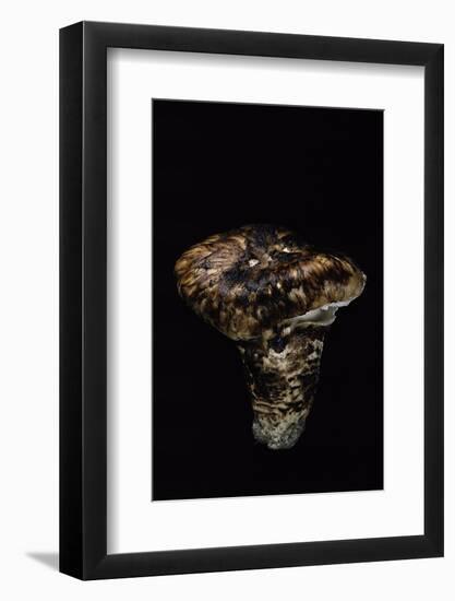 Tricholoma Caligatum (European Matsutake)-Paul Starosta-Framed Photographic Print