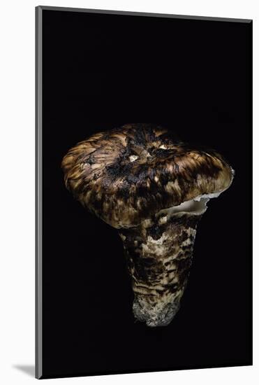 Tricholoma Caligatum (European Matsutake)-Paul Starosta-Mounted Photographic Print