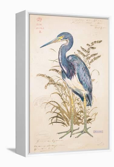 Tricolor Heron-Chad Barrett-Framed Stretched Canvas