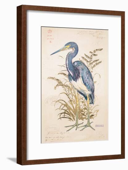 Tricolor Heron-Chad Barrett-Framed Art Print