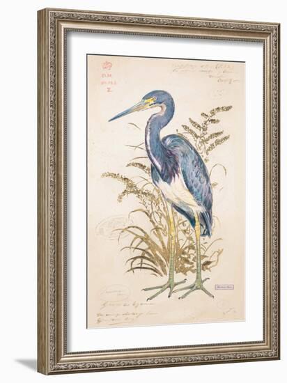 Tricolor Heron-Chad Barrett-Framed Art Print