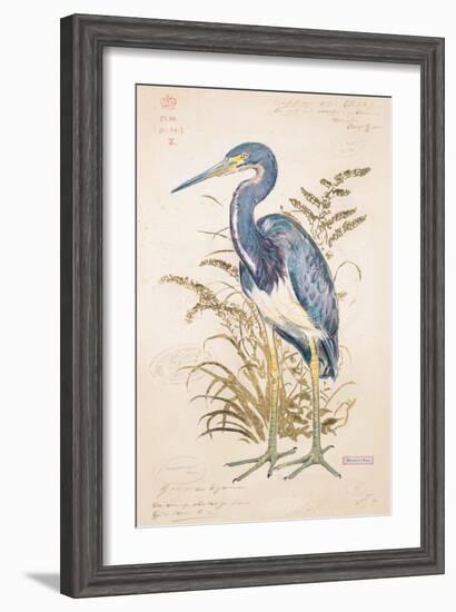 Tricolor Heron-Chad Barrett-Framed Art Print