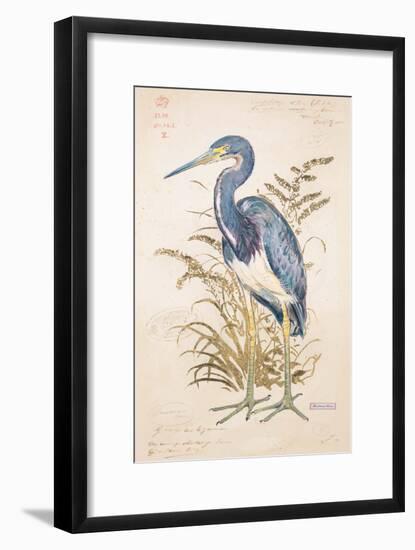 Tricolor Heron-Chad Barrett-Framed Art Print