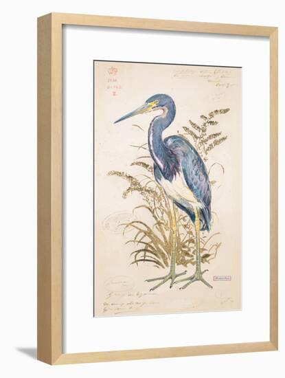 Tricolor Heron-Chad Barrett-Framed Art Print