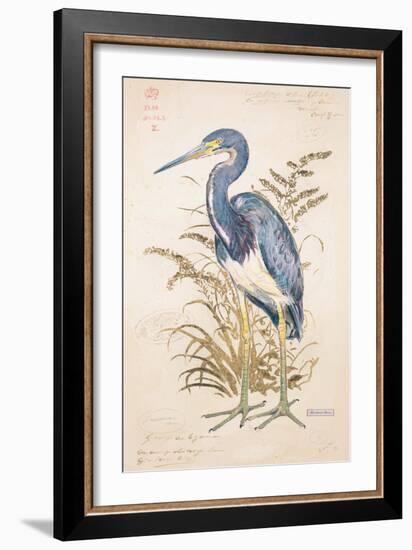 Tricolor Heron-Chad Barrett-Framed Art Print