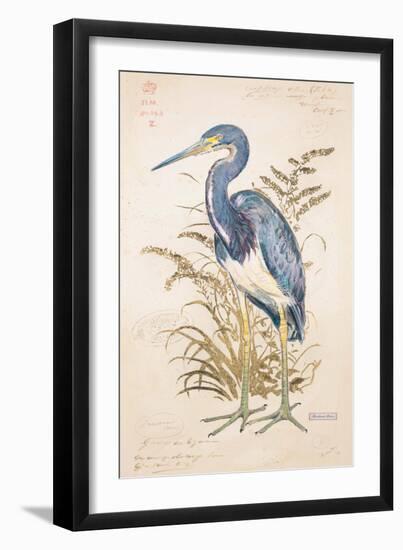 Tricolor Heron-Chad Barrett-Framed Art Print