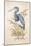Tricolor Heron-Chad Barrett-Mounted Art Print