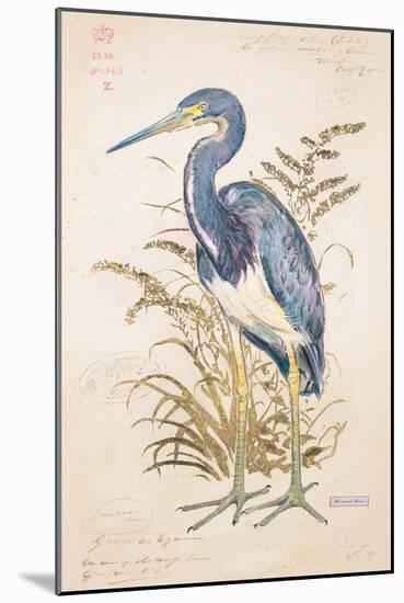 Tricolor Heron-Chad Barrett-Mounted Art Print