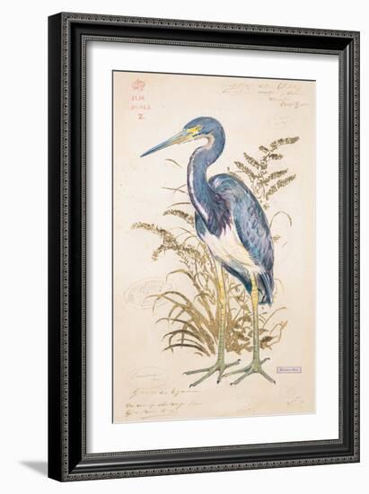 Tricolor Heron-Chad Barrett-Framed Art Print