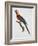 Tricolor Macaw-Jacques Barraband-Framed Giclee Print