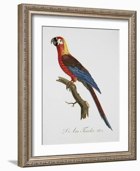 Tricolor Macaw-Jacques Barraband-Framed Giclee Print