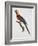 Tricolor Macaw-Jacques Barraband-Framed Giclee Print