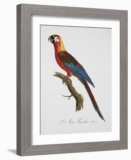 Tricolor Macaw-Jacques Barraband-Framed Giclee Print