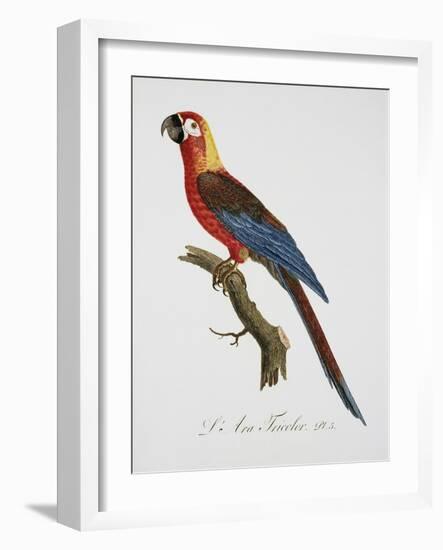 Tricolor Macaw-Jacques Barraband-Framed Giclee Print