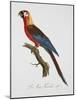Tricolor Macaw-Jacques Barraband-Mounted Giclee Print
