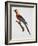 Tricolor Macaw-Jacques Barraband-Framed Giclee Print