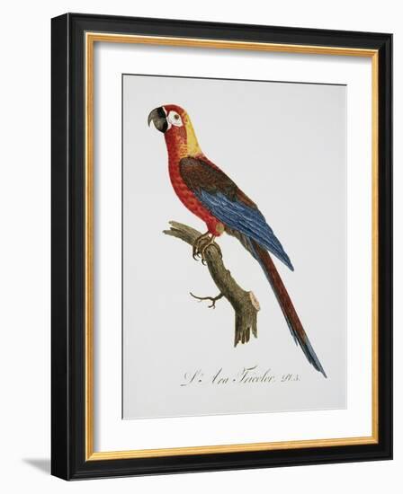 Tricolor Macaw-Jacques Barraband-Framed Giclee Print