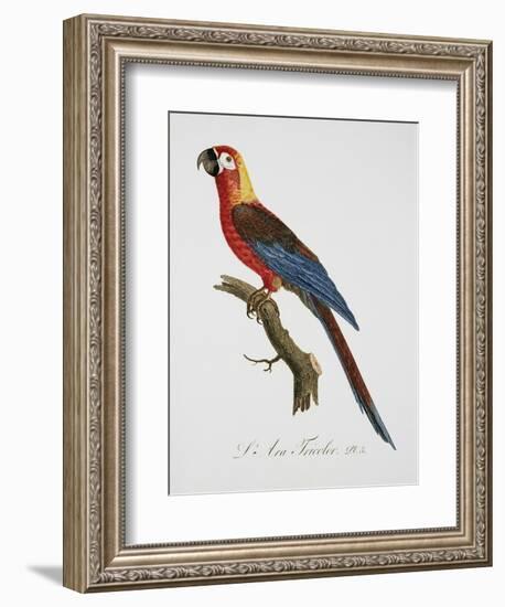 Tricolor Macaw-Jacques Barraband-Framed Giclee Print