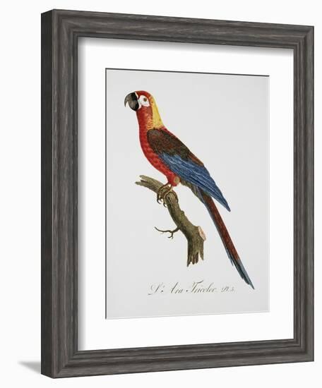 Tricolor Macaw-Jacques Barraband-Framed Giclee Print