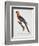 Tricolor Macaw-Jacques Barraband-Framed Giclee Print