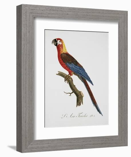 Tricolor Macaw-Jacques Barraband-Framed Giclee Print