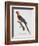 Tricolor Macaw-Jacques Barraband-Framed Giclee Print