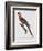 Tricolor Macaw-Jacques Barraband-Framed Giclee Print