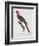 Tricolor Macaw-Jacques Barraband-Framed Giclee Print