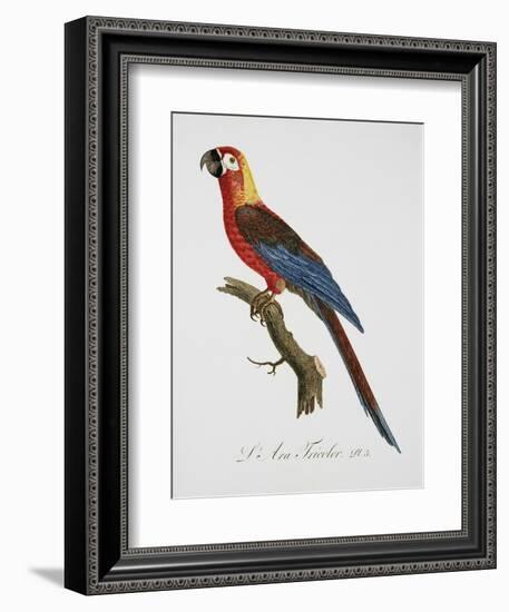 Tricolor Macaw-Jacques Barraband-Framed Giclee Print