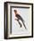 Tricolor Macaw-Jacques Barraband-Framed Giclee Print