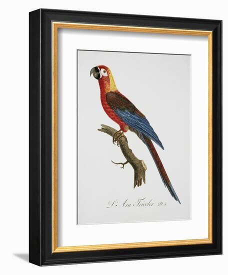 Tricolor Macaw-Jacques Barraband-Framed Giclee Print