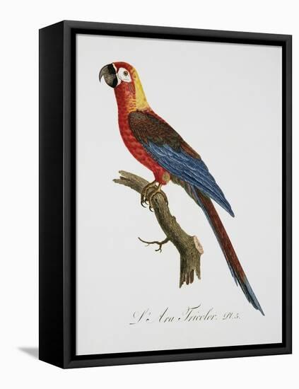 Tricolor Macaw-Jacques Barraband-Framed Premier Image Canvas