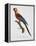 Tricolor Macaw-Jacques Barraband-Framed Premier Image Canvas