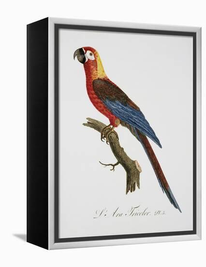 Tricolor Macaw-Jacques Barraband-Framed Premier Image Canvas