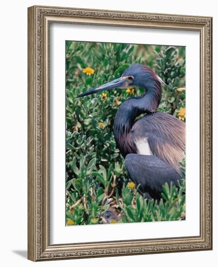 Tricolored Heron, Texas, USA-Dee Ann Pederson-Framed Photographic Print