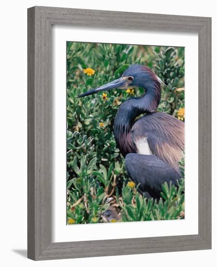 Tricolored Heron, Texas, USA-Dee Ann Pederson-Framed Photographic Print