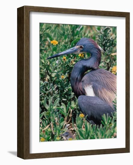 Tricolored Heron, Texas, USA-Dee Ann Pederson-Framed Photographic Print