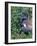 Tricolored Heron, Texas, USA-Dee Ann Pederson-Framed Photographic Print