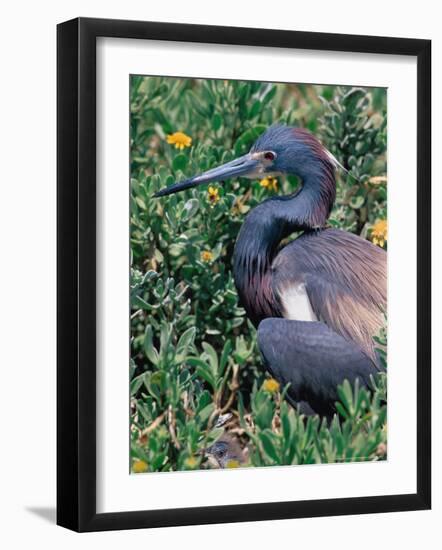 Tricolored Heron, Texas, USA-Dee Ann Pederson-Framed Photographic Print