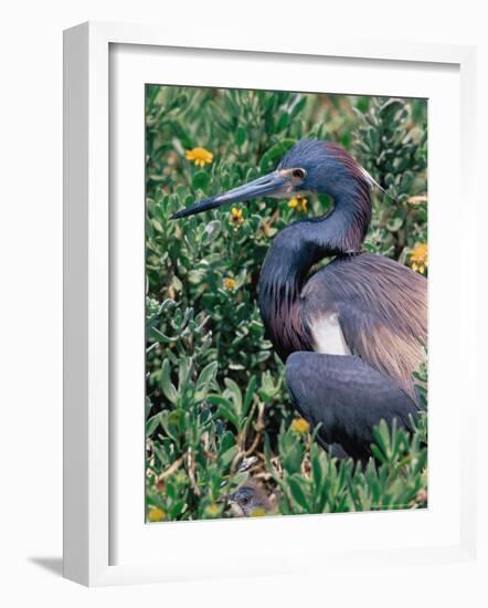 Tricolored Heron, Texas, USA-Dee Ann Pederson-Framed Photographic Print