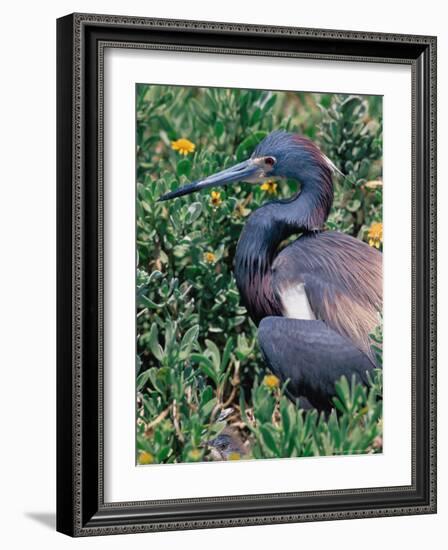 Tricolored Heron, Texas, USA-Dee Ann Pederson-Framed Photographic Print