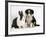 Tricolour Border Collie Puppy with Blue Dutch Rabbit-Jane Burton-Framed Photographic Print