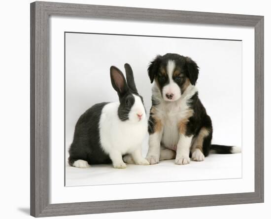 Tricolour Border Collie Puppy with Blue Dutch Rabbit-Jane Burton-Framed Photographic Print