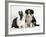 Tricolour Border Collie Puppy with Blue Dutch Rabbit-Jane Burton-Framed Photographic Print