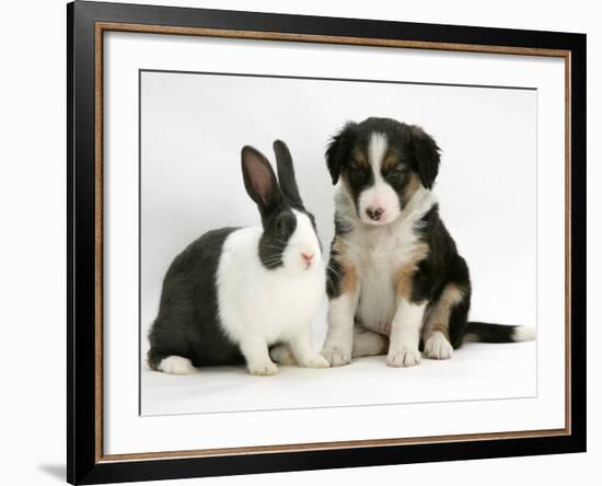 Tricolour Border Collie Puppy with Blue Dutch Rabbit-Jane Burton-Framed Photographic Print