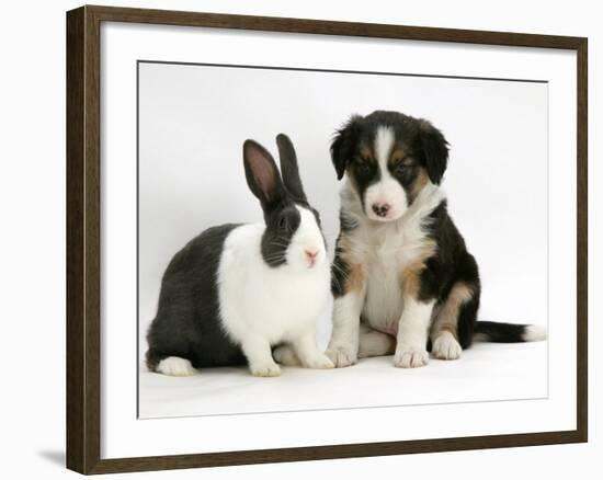 Tricolour Border Collie Puppy with Blue Dutch Rabbit-Jane Burton-Framed Photographic Print