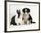 Tricolour Border Collie Puppy with Blue Dutch Rabbit-Jane Burton-Framed Photographic Print