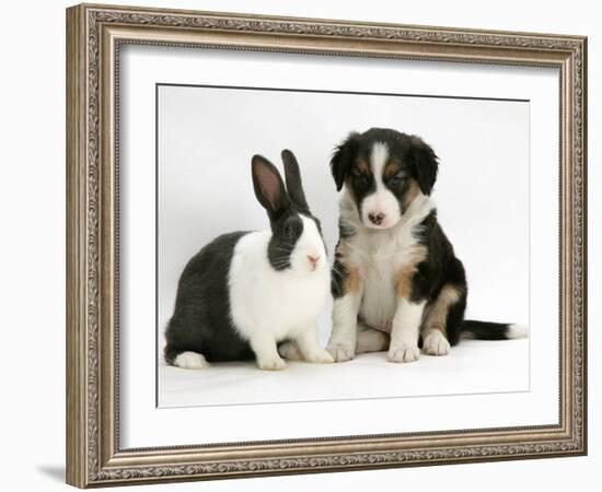 Tricolour Border Collie Puppy with Blue Dutch Rabbit-Jane Burton-Framed Photographic Print