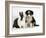 Tricolour Border Collie Puppy with Blue Dutch Rabbit-Jane Burton-Framed Photographic Print