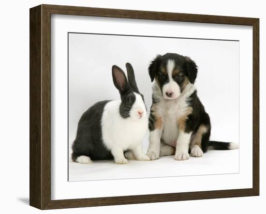 Tricolour Border Collie Puppy with Blue Dutch Rabbit-Jane Burton-Framed Photographic Print